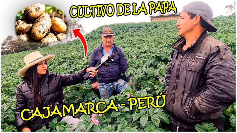 Todo lo que necesitas saber sobre la agricultura en Cajamarca: trámites y requisitos en Perú