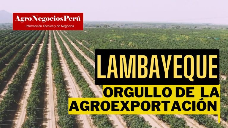 Guía completa para los trámites agrícolas en Lambayeque, Perú: todo lo que necesitas saber sobre la agricultura en la región