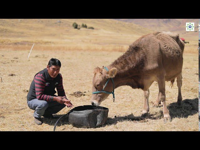 Guía completa de trámites agrícolas en Puno, Perú: Todo lo que debes saber sobre agricultura en la región
