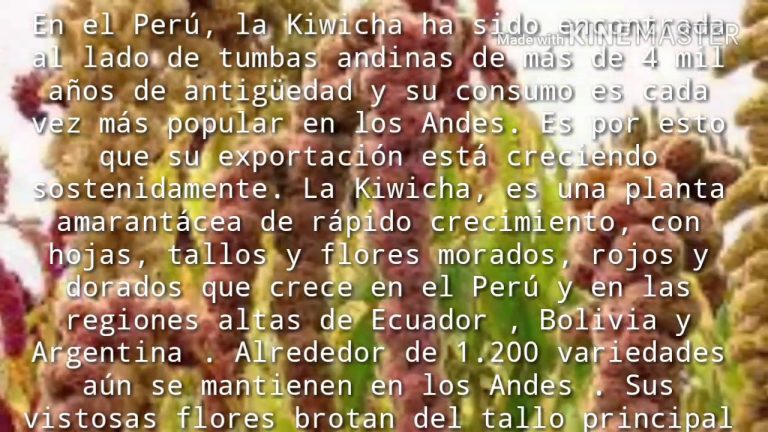 Descubre cómo la kiwicha puede mejorar tu creatividad en dibujo: guía paso a paso en Perú