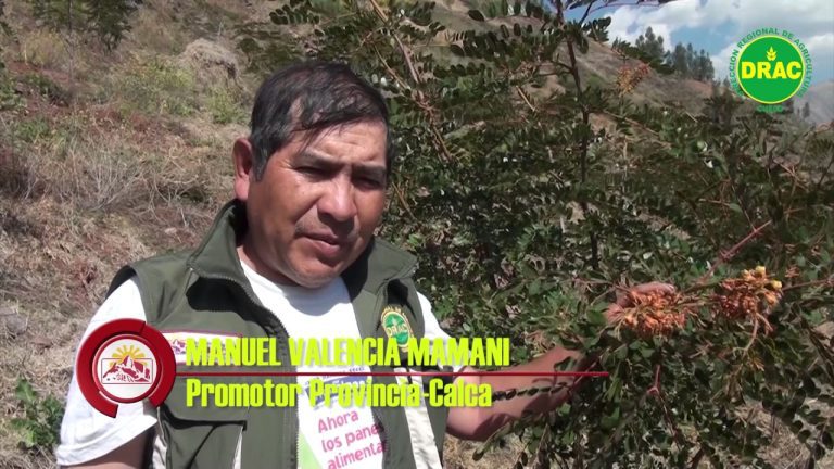 Guía completa de la Dirección Regional de Agricultura Cusco: Trámites, requisitos y servicios en Perú