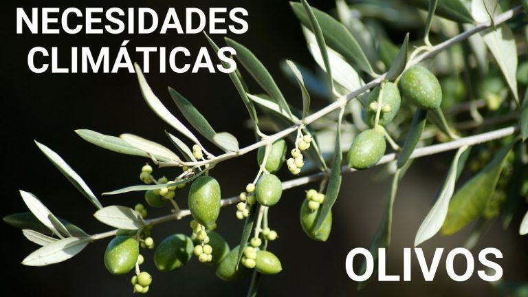 Todo lo que necesitas saber sobre el clima ideal para los olivos en Perú