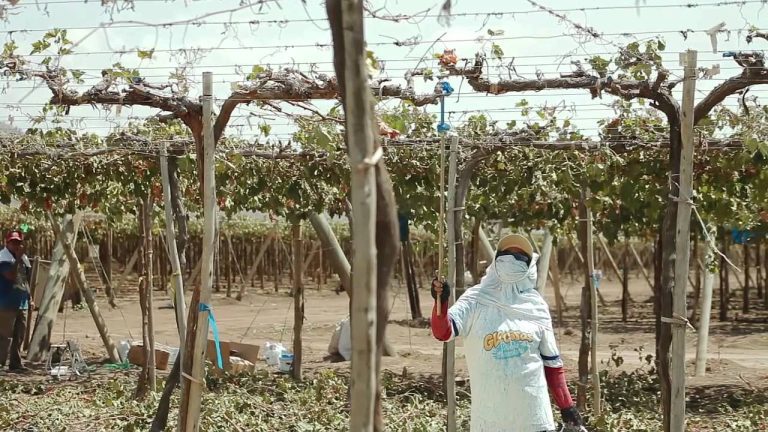 Descubre los Trámites Necesarios para Iniciar tu Empresa Agrícola en San Juan, Perú