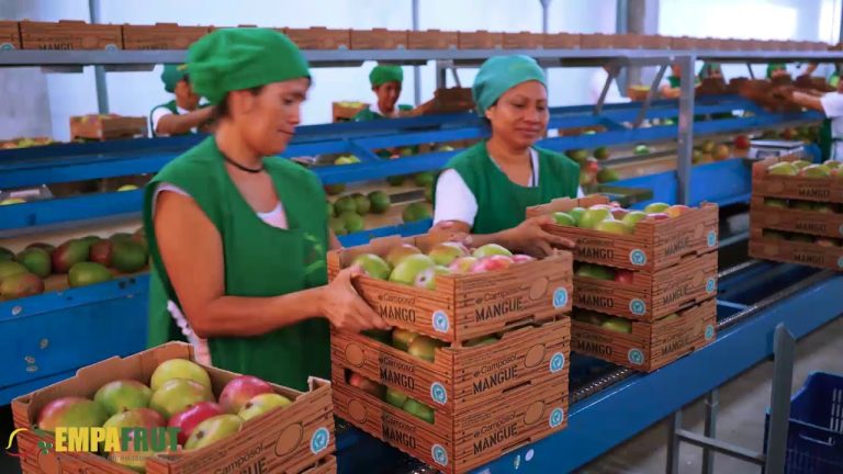 Todo lo que necesitas saber sobre la exportación de frutas desde Perú: trámites, requisitos y oportunidades
