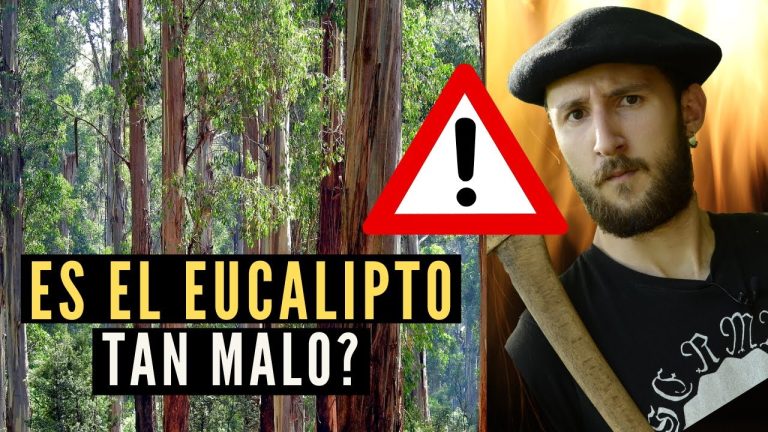 Todo lo que necesitas saber sobre la madera de eucalipto en Perú: trámites, usos y regulaciones