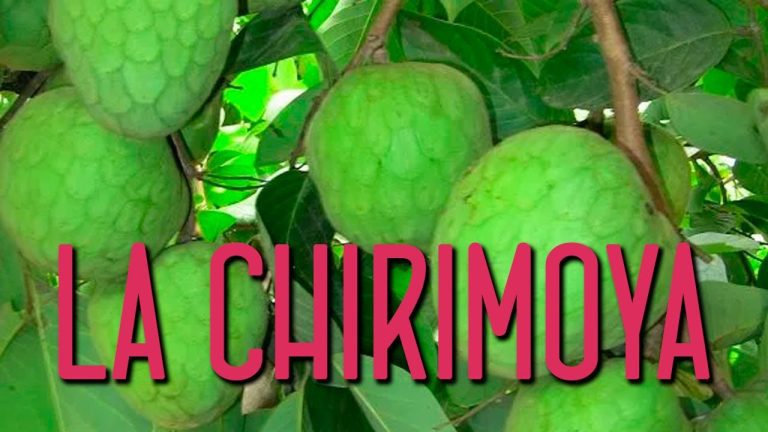 Descubre los compuestos químicos presentes en la chirimoya: información relevante para trámites en Perú