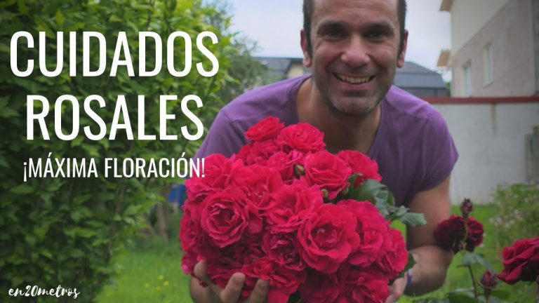 Todo lo que necesitas saber sobre el cuidado de los rosales en Perú: trucos y consejos