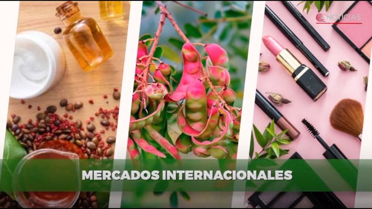 El arte de la tara: cómo dibujar esta planta peruana paso a paso