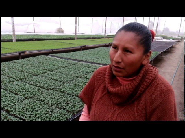 Descubre los Mejores Viveros en Tacna para Embellecer tu Hogar | Guía de Trámites en Perú