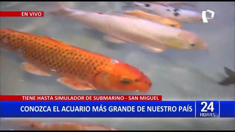 Todo lo que necesitas saber sobre el acuario Nautilus en San Miguel: trámites y consejos en Perú