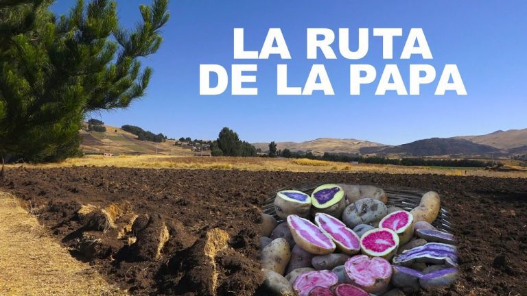 Descubre todos los trámites y requisitos para la agricultura en Ayacucho, Perú