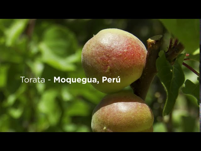 Conoce los trámites y requisitos para la agricultura en Moquegua, Perú: Guía completa