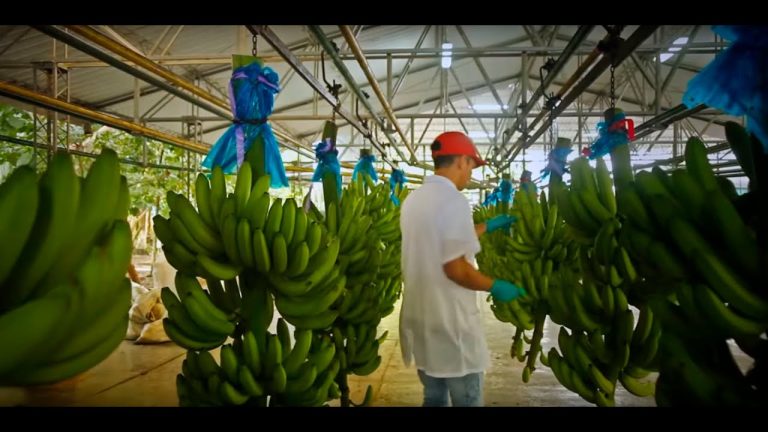 Oportunidades laborales en la agroindustria: Descubre cómo encontrar empleo en Santa María a través de Computrabajo