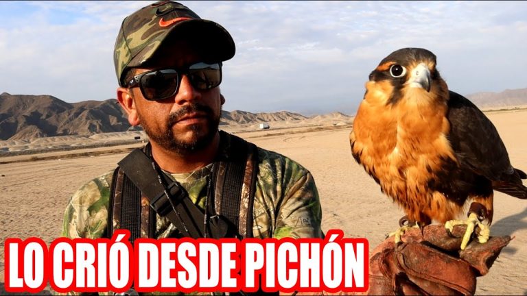 Todo lo que necesitas saber sobre los trámites con Alcón en Perú: guía completa