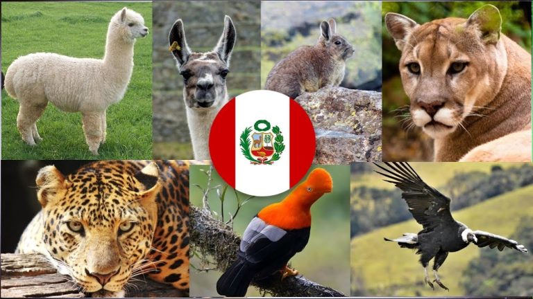 Descubre los Trámites para Proteger a los Animales Autóctonos en Perú: Todo lo que Debes Saber sobre los Requisitos y Procedimientos