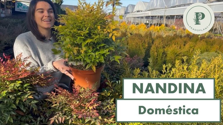 Todo lo que necesitas saber sobre el cuidado del árbol Nandina en Perú: Trámites y consejos de jardinería