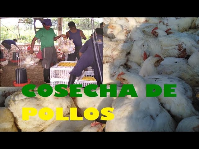 Trámites en Perú: Todo lo que necesitas saber sobre la avícola Yugoslavia