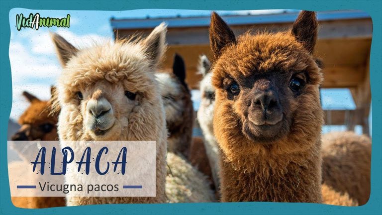Descubre los Beneficios de la Alpaca en la Industria Peruana: Todo lo que Necesitas Saber