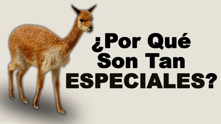 Descubre los increíbles beneficios de la vicuña en Perú: Todo lo que necesitas saber