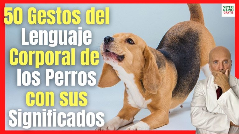 Descubre el Significado y Requisitos para Obtener el Canes en Perú: Guía Completa