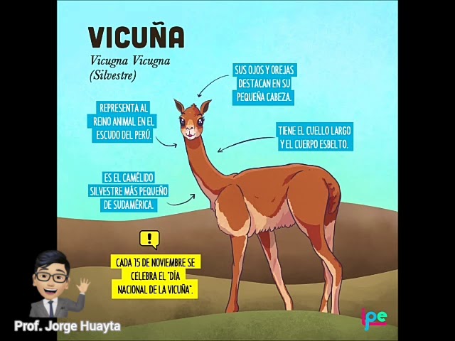 Todo lo que necesitas saber sobre la descripción de la vicuña en Perú: trámites y requisitos