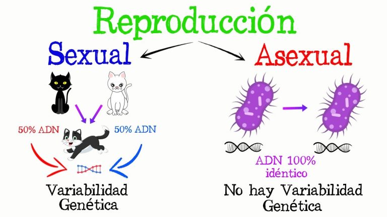 Todo lo que necesitas saber sobre el dibujo de reproducción en Perú: trámites, requisitos y proceso