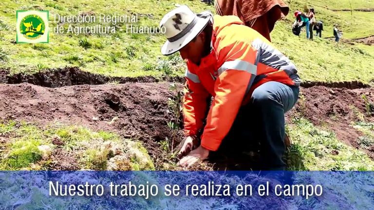 Guía Completa: Cómo gestionar trámites en la Dirección Regional de Agricultura de Huánuco en Perú