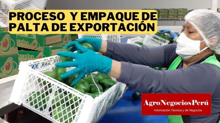 Guía completa sobre la exportación de palta en el Perú: requisitos, trámites y beneficios