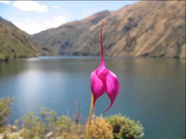 Todo lo que debes saber sobre la flor de huagancu en Perú: trámites, cuidados y curiosidades