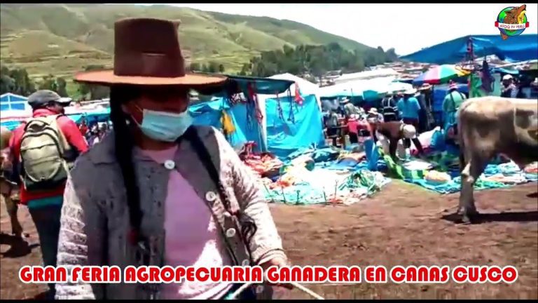 Todo lo que necesitas saber sobre la ganadería en Cusco: trámites y regulaciones en Perú