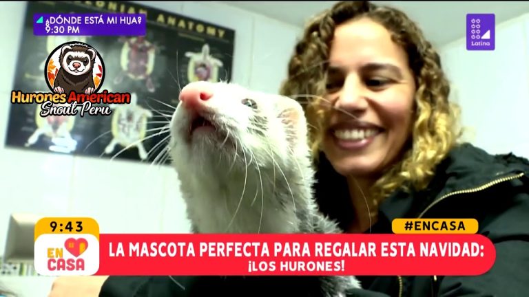 Descubre cómo obtener un hurón peruano como mascota en Perú: trámites y requisitos