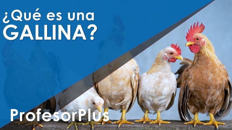 Descubre por qué la gallina es considerada un ave en Perú y cómo esto afecta a los trámites