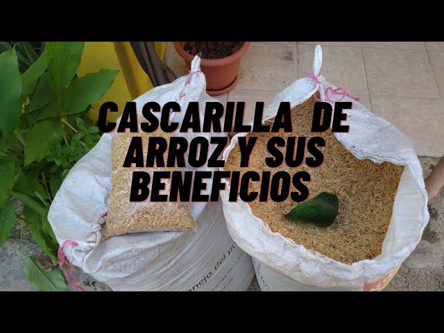 Todo lo que necesitas saber sobre la pajilla de arroz en Perú: trámites, usos y regulaciones
