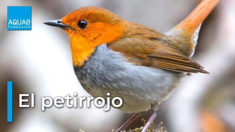 Descubre todo sobre el petirrojo peruano: trámites, hábitat y conservación en Perú