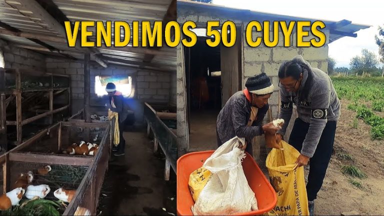 Se venden cuyes en Perú: Todo lo que necesitas saber para adquirir estos animales de manera legal