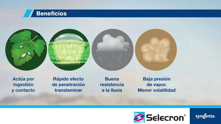 Ficha Técnica de Selercon: Requisitos, Trámites y Formatos en Perú