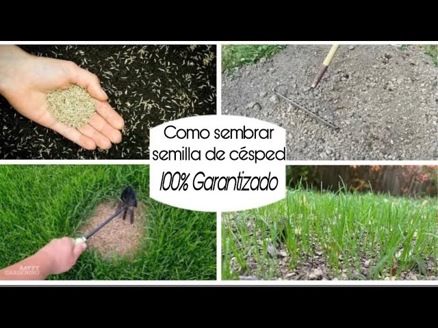 Todo lo que debes saber sobre la siembra de semilla de grass americano en Perú: trámites y consejos