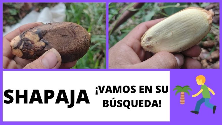 Descubre los Beneficios de la Shapaja, la Fruta Exótica de la Selva Peruana