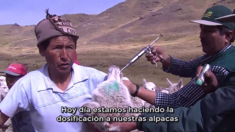 Descubre las Zonas Altoandinas de Perú: Trámites y Consejos para Visitarlas